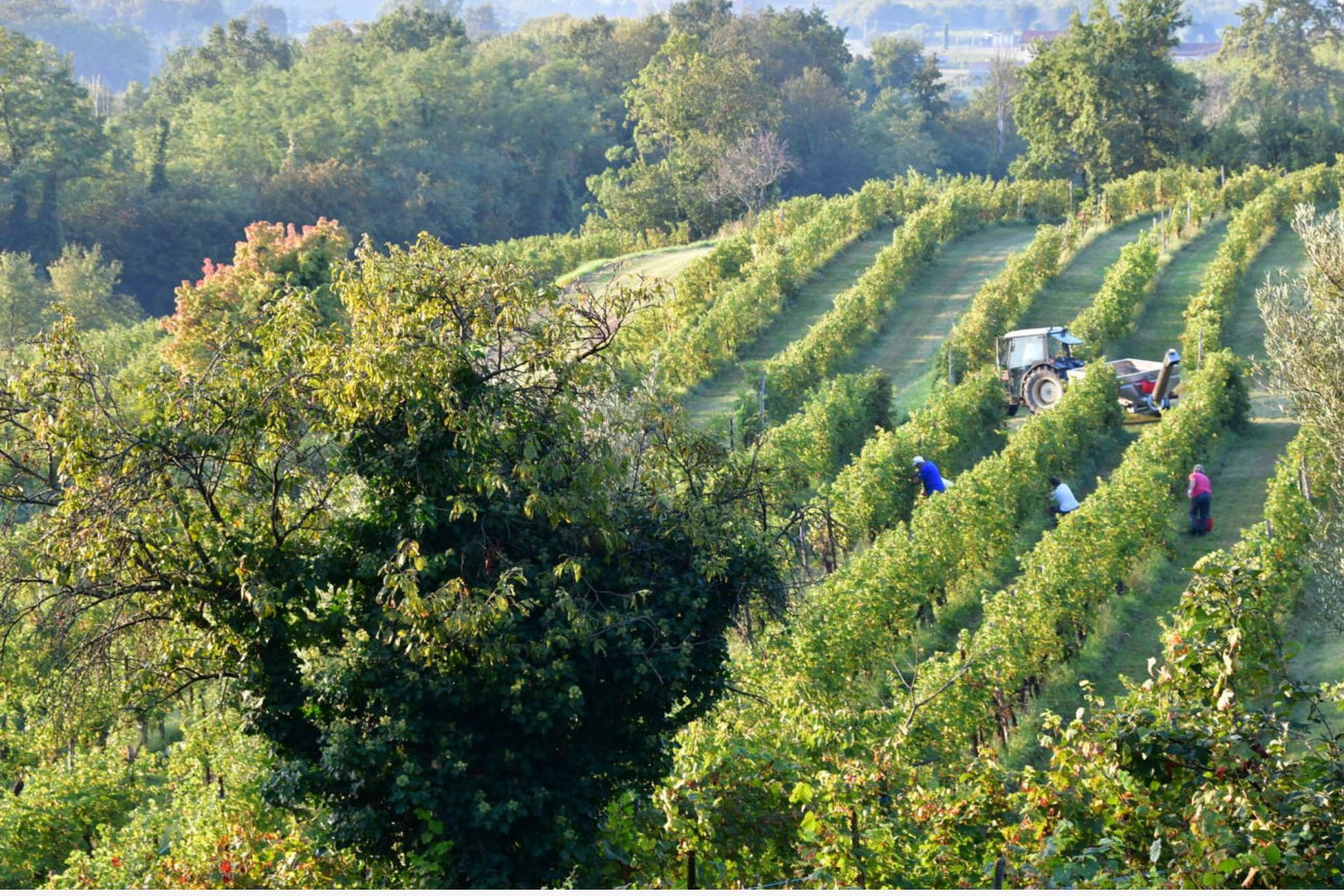 Cantina vinicola in Friuli Venezia Giulia – Un esempio di come un’agenzia locale può promuovere le eccellenze del territorio.